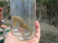 /album/es-cavalo-marinho-mangue-seco-dunas-fixas-duna-do-funil-velha-tatajuba-lagoa-da-torta/es-images-4-jpeg/